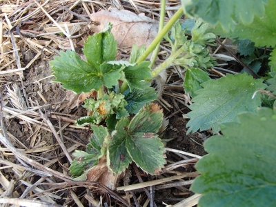 Zemeņu ērces bojāts augs.