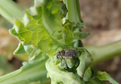 Krustziežu smecernieki