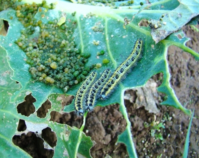 Kāpostu balteņa kāpuri uz sagrauztām kāpostu lapām.