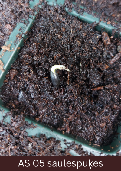 Podiņā dīgstoša saulespuķe.