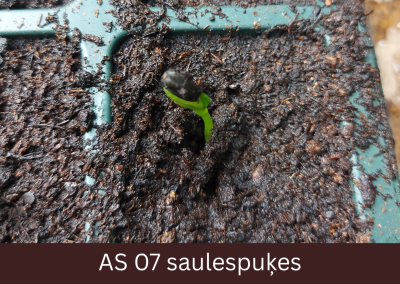 Podiņā dīgstošas saulespuķes dīgļlapas izspraukušās caur sēklapvalku.