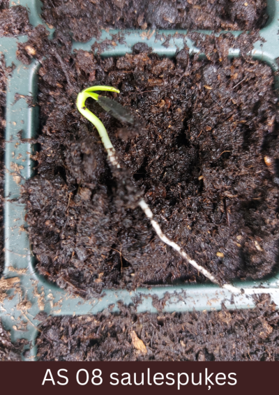 Podiņā dīgstošas saulespuķes dīgļlapas ir virs augsnes virskārtasun ir pagarinājušās.