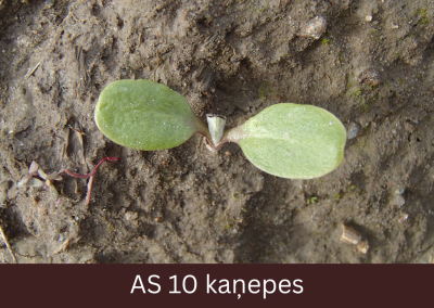 Laukā dīgstoša kaņepe ar dīgļlapām.