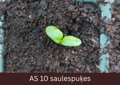 Skats no augšas, kur podiņā virs augsnes virskārtas saulespuķes dīgļlapas ir pilnībā atvērušās.