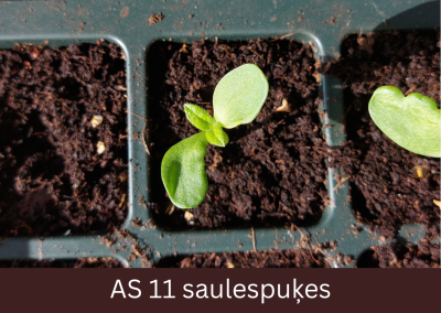 Podiņā augošai saulespuķei redzama pirmā lapu pāra parādīšanās.Skats no augšas.