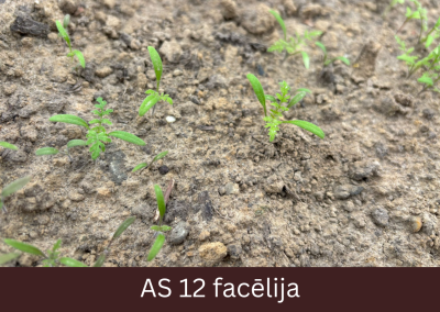 Laukā dīgstošas facēlijas ar dīgļlapām.