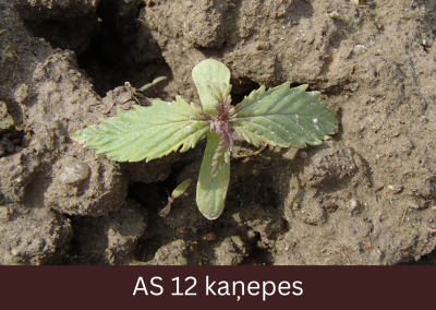 Laukā augoša kaņepe ar attīstītu otro lapu pāri. 