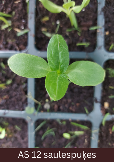Podiņā augošai saulespuķei divas lapas, pirmais lapu pāris ir izveidojies.