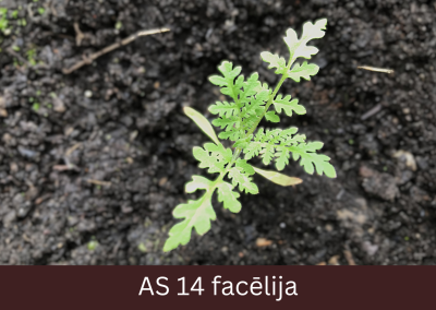 Laukā augoša facēlija ar četrām lapām.