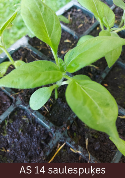 Podiņā augošai saulespuķei ir četras lapas, otrais lapu pāris izveidojies.