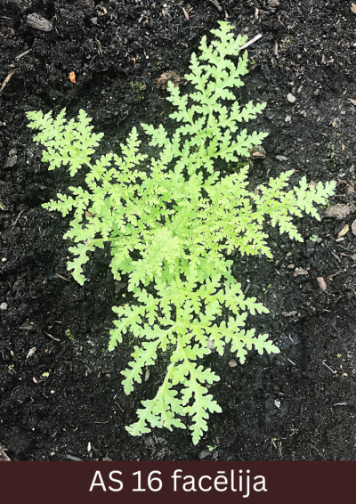 Laukā augoša facēlija ar sešām lapām.