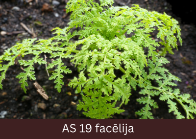 Laukā augoša facēlija ar deviņām īstām lapām, veidojas lapu rozete