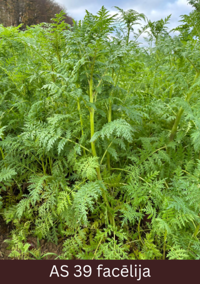Facēlijas augs ar pilnībā izveidotu lapotni, kas nosedz augsni, stumbrs sasniedzis maksimālo augstumu.