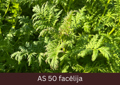 Facēlijas augs ar ziedpumpuru veidošanās sākumu, pumpuri nav redzami, atrodas lapu žāklēs. 