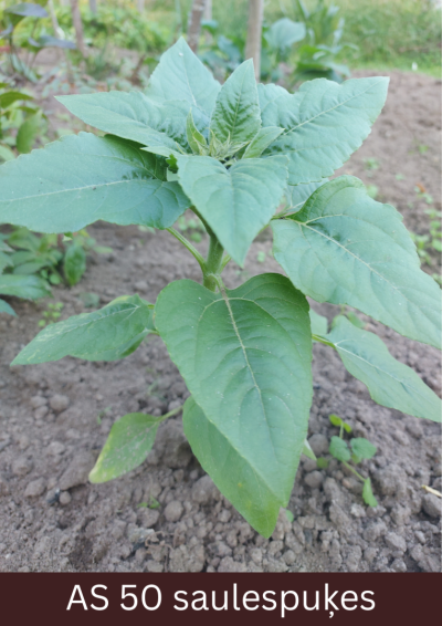 Uz lauka augošai saulespuķei galotnē sāk veidoties ziedkopa, bet to vēl nosedz lapas.