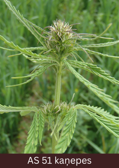 Kaņepes augs, redzami ziedaizmetņi, sākas ziedkopas attīstība.