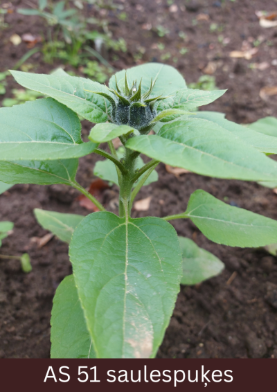 Uz lauka augošai saulespuķei galotnē starp jaunākajām lapām sāk parādīties ziedkopa.