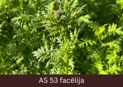 Facēlijas augs ar ziedpumpuriem, kas izvirzījušies virs lapām.