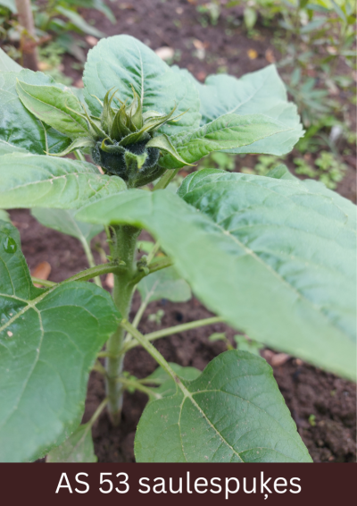 Uz lauka augošai saulespuķei galotnē ziedkopa sāk atdalīties no jaunākajām lapām.