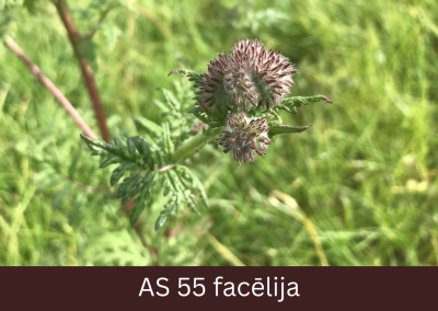 Facēlijas augs ar pirmajiem redzamajiem ziedpumpuriem, ziedkopa sāk izretināties.