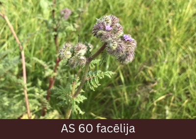 Facēlijas augs ziedēšanas sākumā, atvērušies pirmie ziedi.