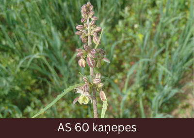 Kaņepes augs ziedēšanas sākumā, redzami pirmie atvērtie ziedi. 