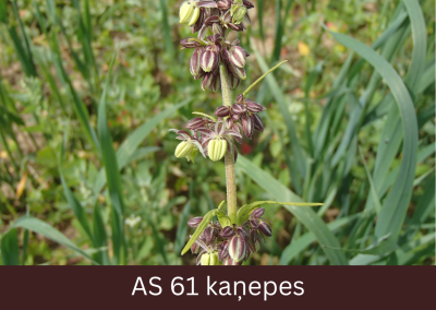 Kaņepes augs ziedēšanas sākumā, atvērušies apmēram 10% ziedu.