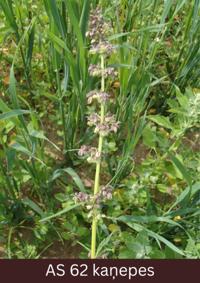 Kaņepes augs ar daļēji atvērtu ziedkopu, ziedēšana sasniegusi 20%. 