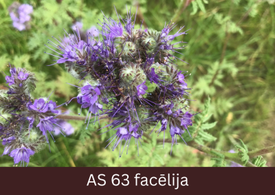 Facēlijas augs straujas ziedēšanas stadijā, apmēram trešdaļa ziedkopas zied.