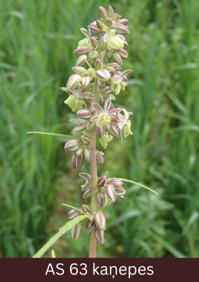 Kaņepes augs ar daļēji atvērtu ziedkopu, ziedēšana sasniegusi 30%. 