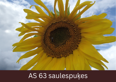 Zied saulespuķes ziedi diska ārējā trešdaļā. Redzamas putekšņlapas un auglenīcas.