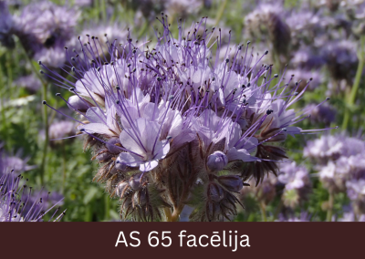 Facēlijas augs pilnziedā, atvērusies puse ziedu, galvenais nektāra ieguves laiks.