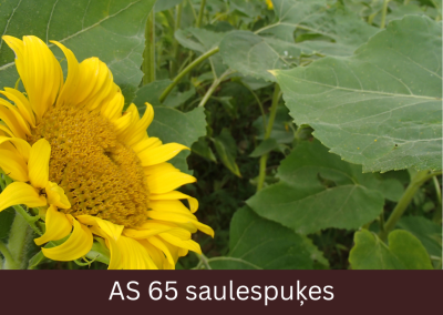 Pilnzieds, zied saulespuķes ziedkopas vidus. Redzamas putekšņlapas un auglenīcas.