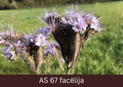 Facēlijas augs ziedēšanas nobeigumā, ziedlapiņas nokritušas, paliek atvērti ziedkopas gali.