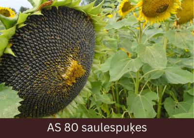 Priekšplānā saulespuķes ziedkopa. Sēklas ārējā ziedkopas daļā sāk nogatavoties un ir melnā krāsā.