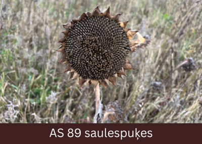 Priekšplānā saulespuķes ziedkopa. Sēklas ziedkopā ir nogatavojušās un ir melnā krāsā.