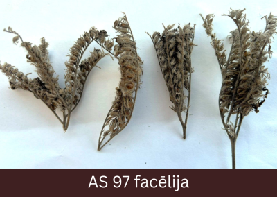 Facēlijas augs atmiris, stublāji sausi, sākuši lūzt.