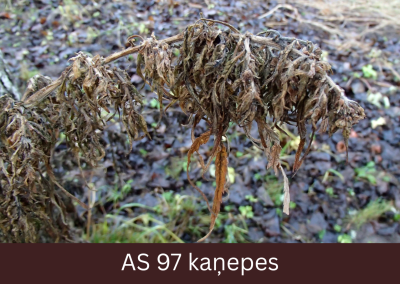 Kaņepes attīstības beigas – lapas nokritušas, augs izkaltis un lūzt. 