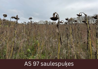 Saulespuķes ziedkopas uz lauka ir nokaltušas un brūnas.