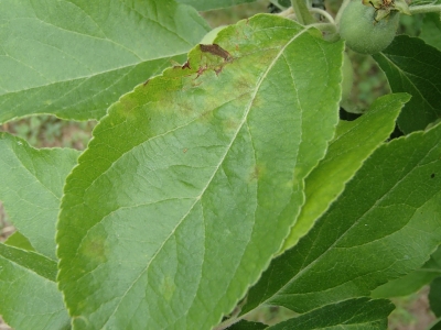 Ābeļu kraupja pazīmes uz lapām