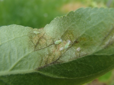 Ābeļu lapu blusiņas nimfas