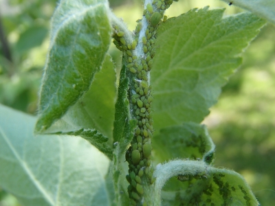  Ābeļu zaļās laputis