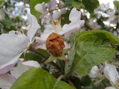 Ābeļu zieda smecernieka bojājums