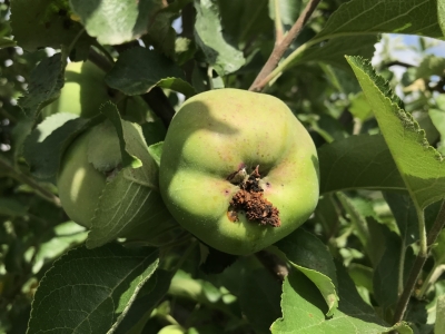 Ābolu tinēja bojājums.