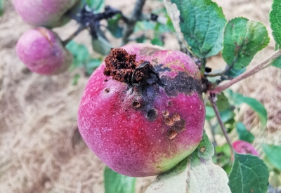 Āboju tinēja kāpura bojājums