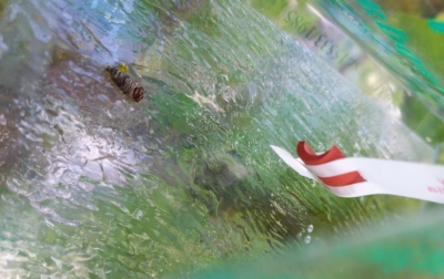 Āboju tinēja tauriņš feromonu slazdā