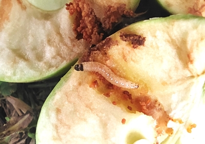 Āboju tinēja kāpurs