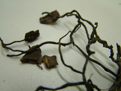 Armillaria sp. pazīmes uz zariem