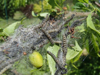 Ābeļu tīklkodes kāpuri