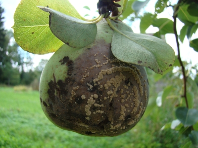 Augļu parastā puve